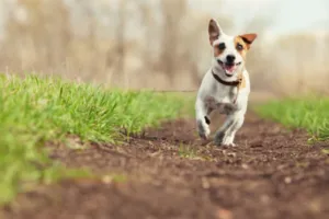 Flea and Worm Treatment For Your Dog 300x200