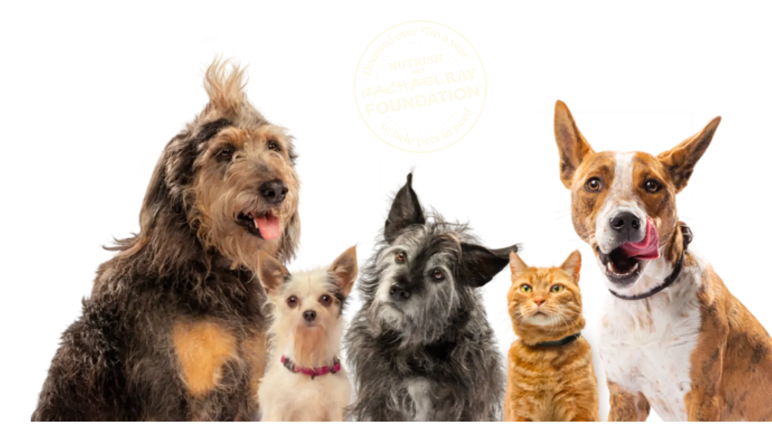 Group of dogs and cats
