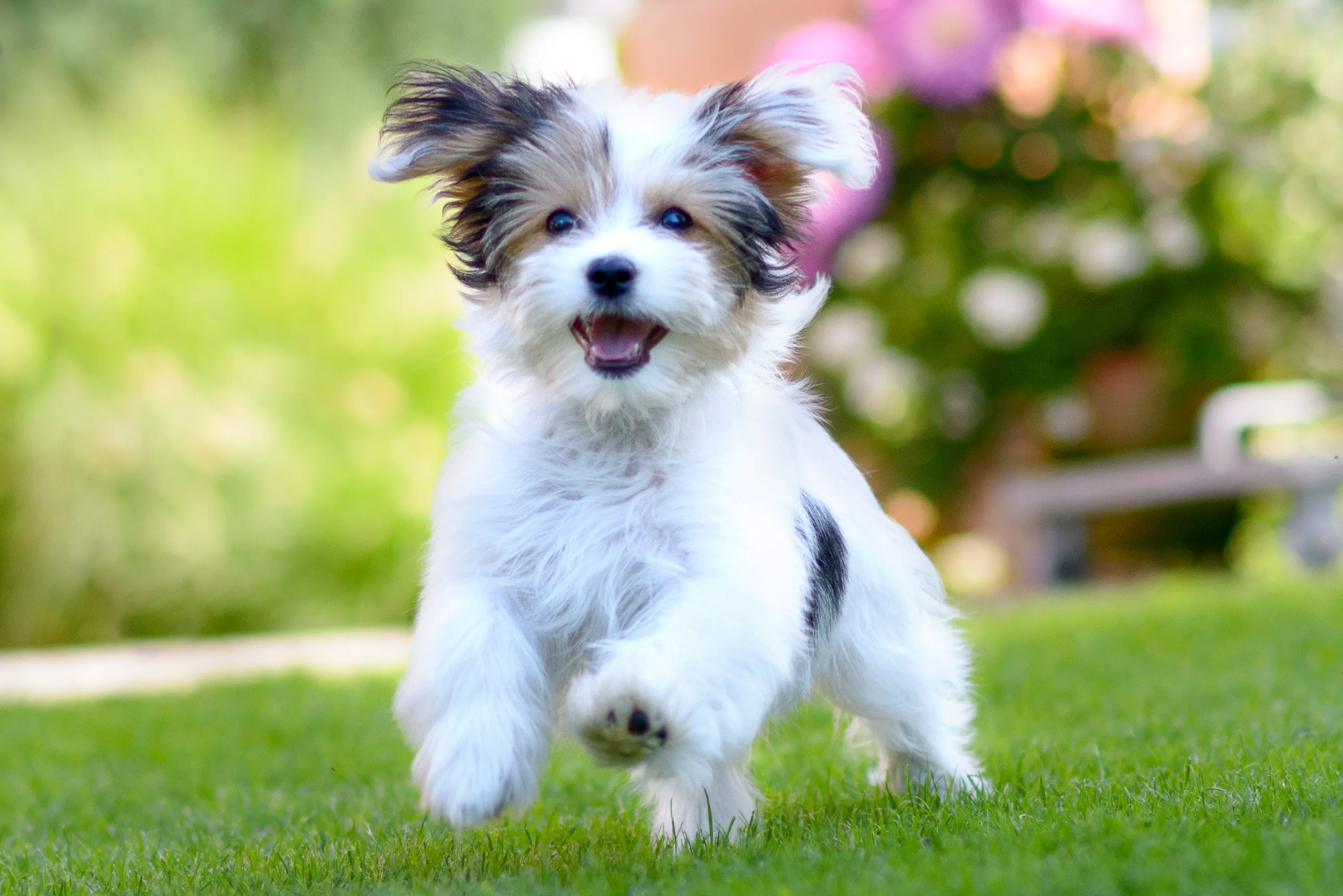 Havanese, Nashville Vets