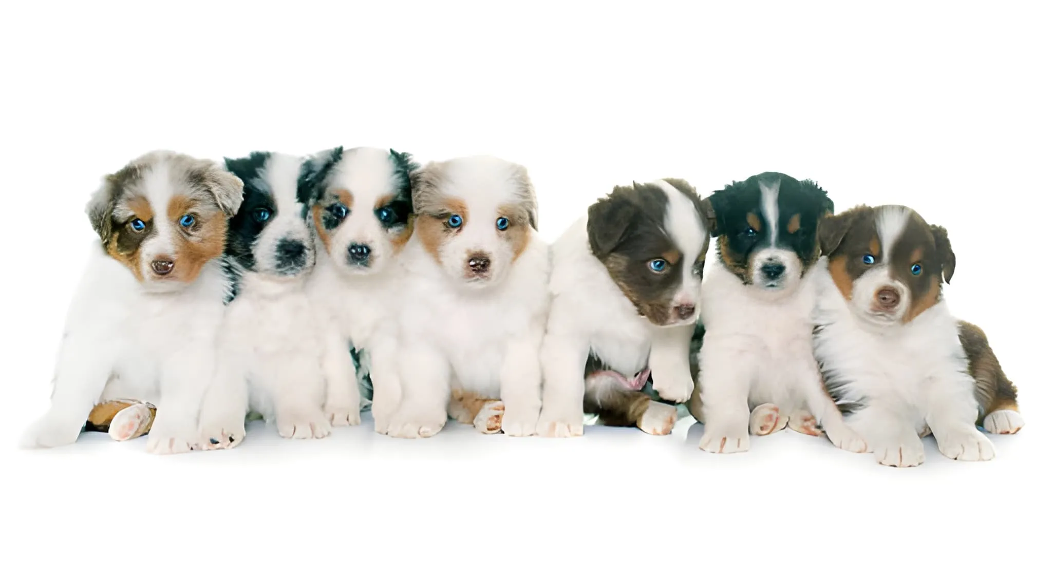 Mini Australian Shepherd puppy