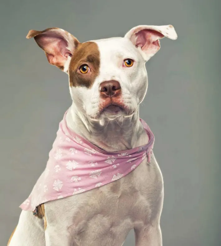 pitbull2