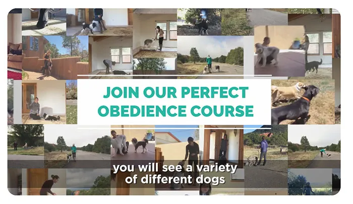 Promotional image for SpiritDog's training course.