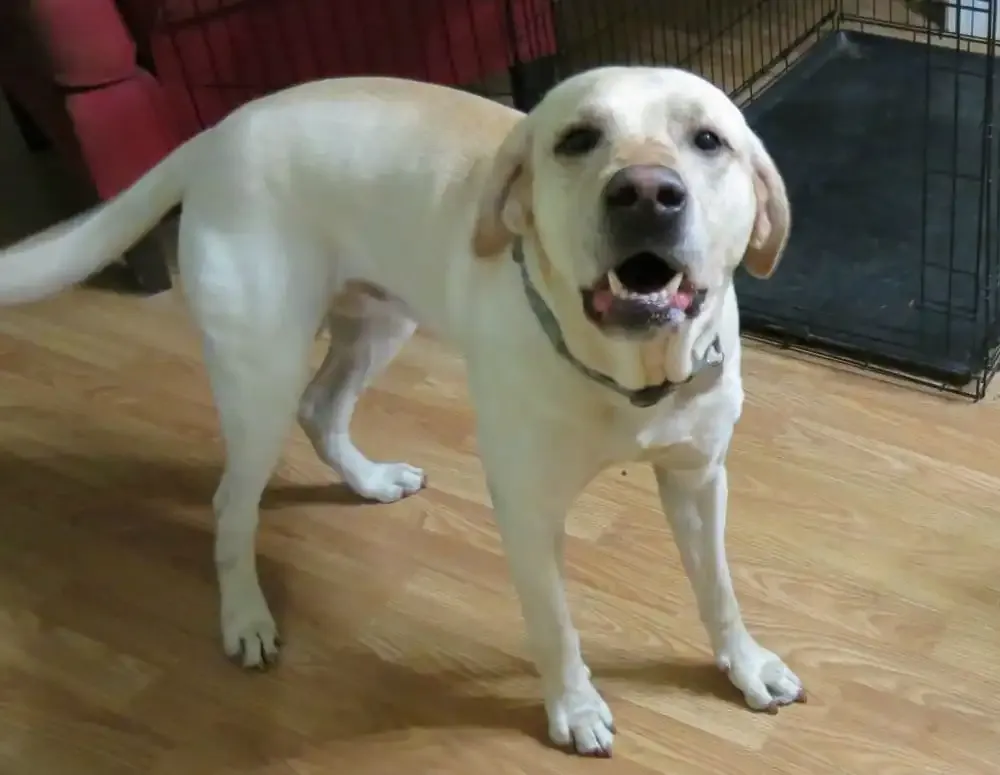Sampson