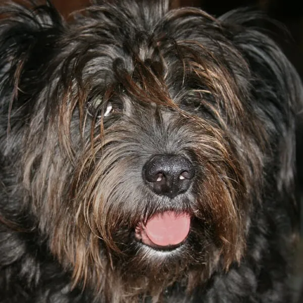 Turkey, oatmeal and yam dog food recipe - Dream a Little Bigger