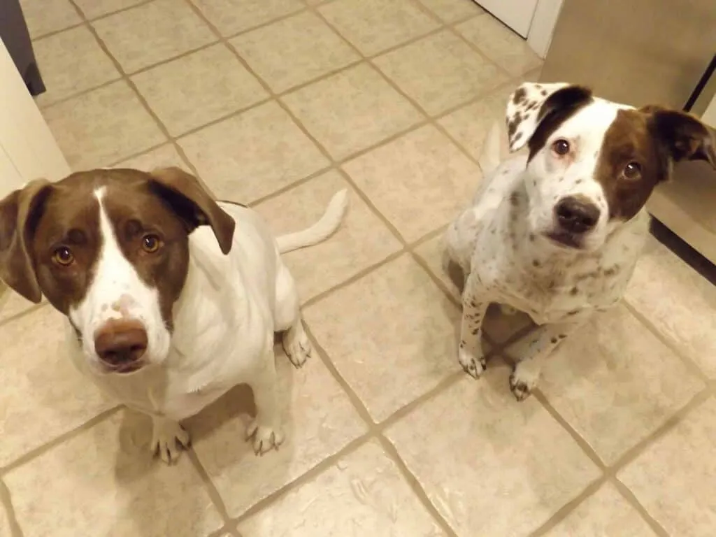 Two dogs looking up at the camera.