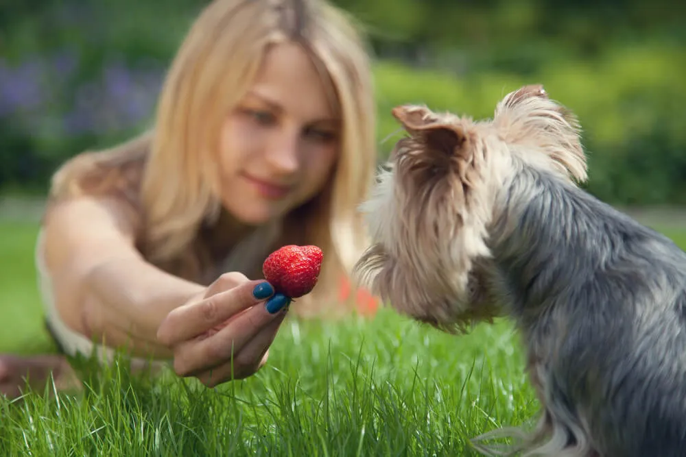 Yorkie eating a strawberry.