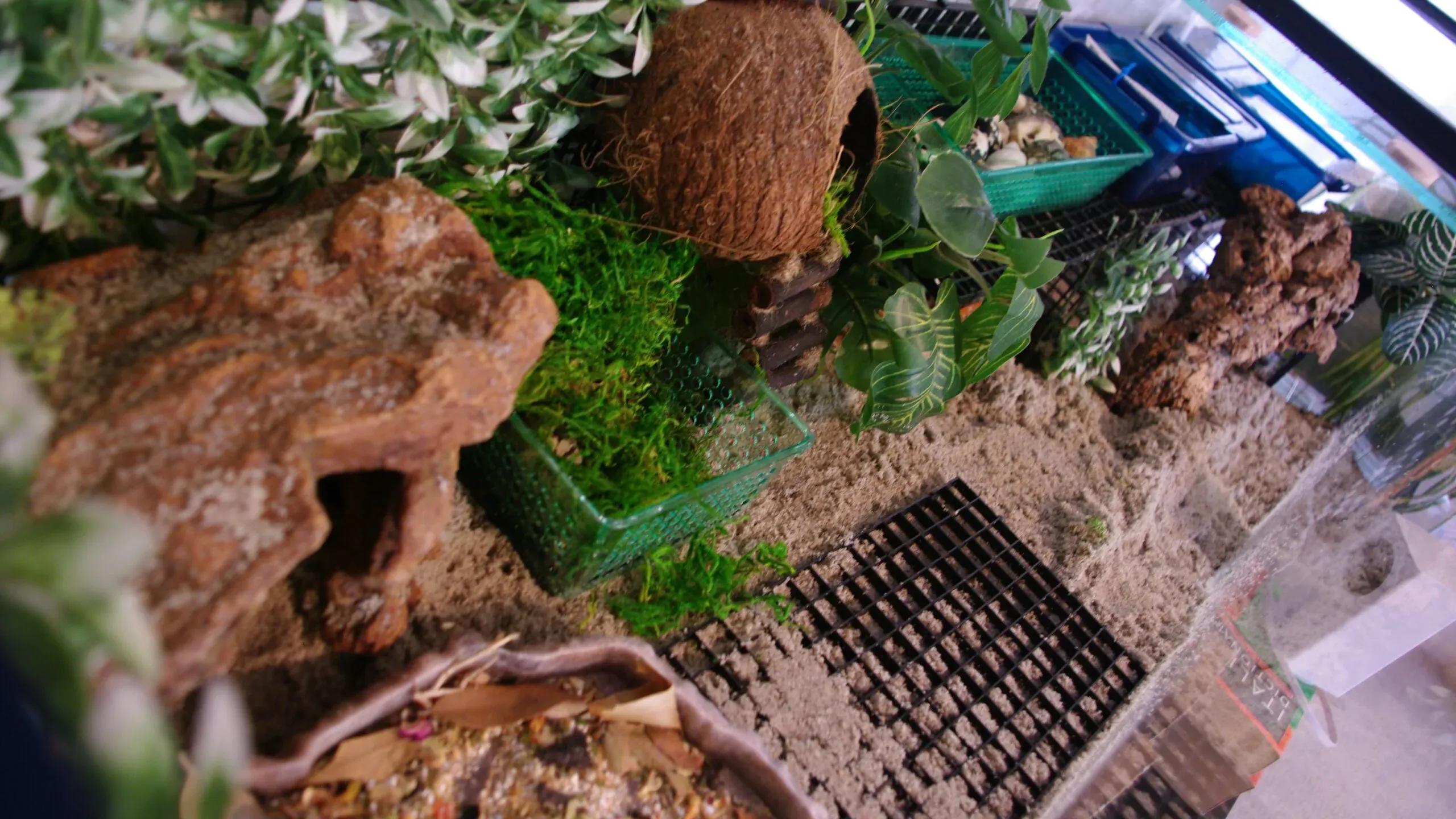 A 60-70 gallon glass hermit crab tank.