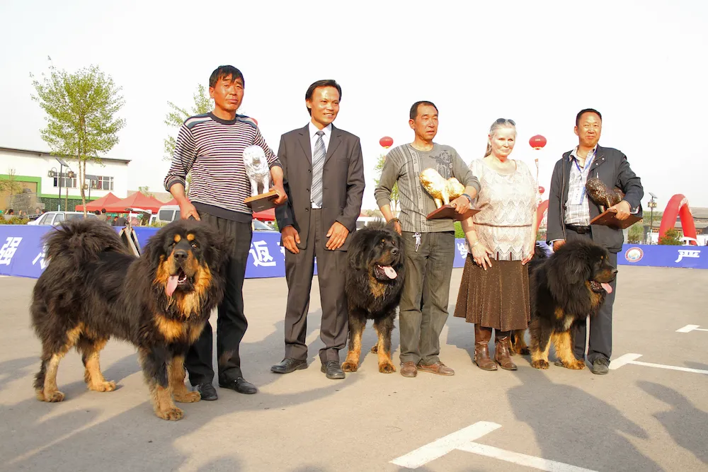A close-up of the gold-statue winner from the black-and-tan group. Note the excellent bone, overall soundness and typical Tibetan Mastiff expression without being overdone.