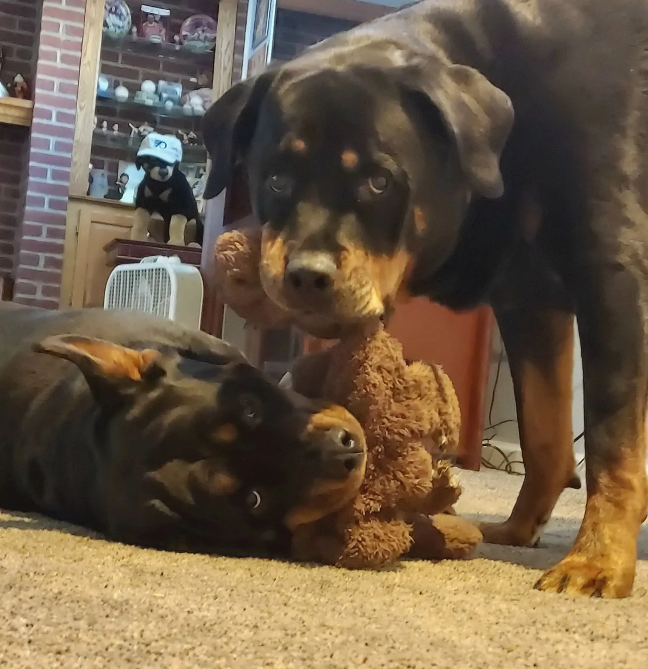 A dog and cat cuddling together.