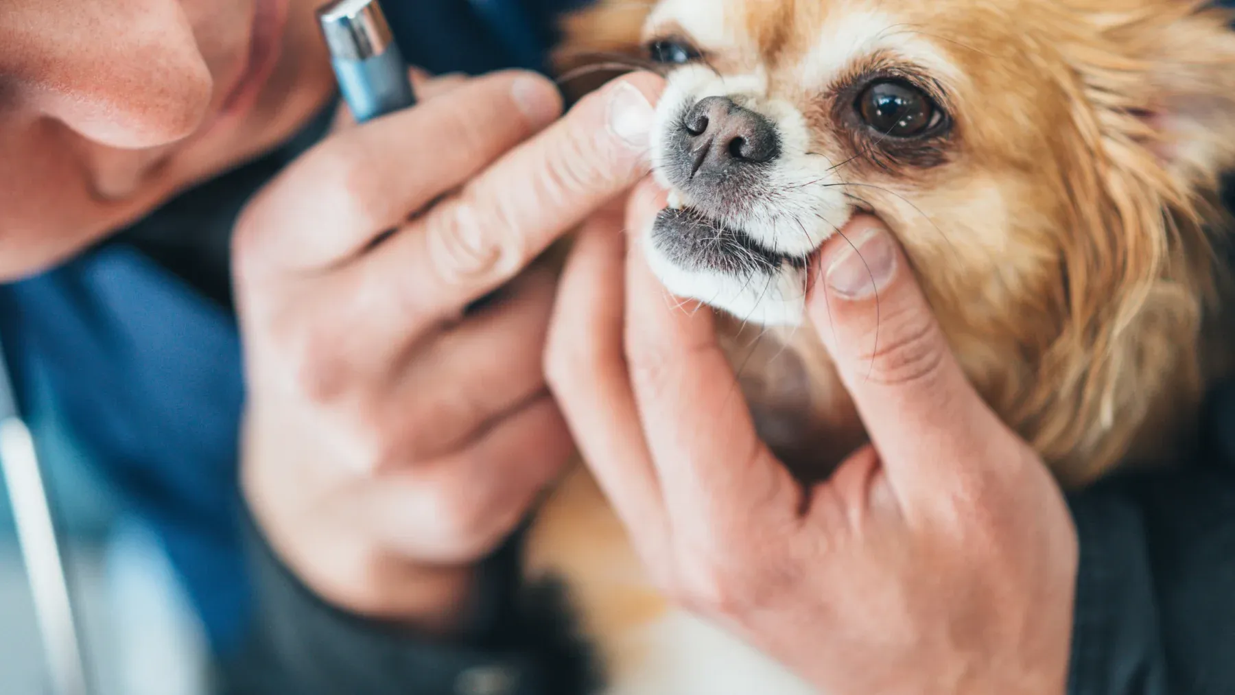 A dog appearing to be at a veterinary clinic, receiving a check-up.