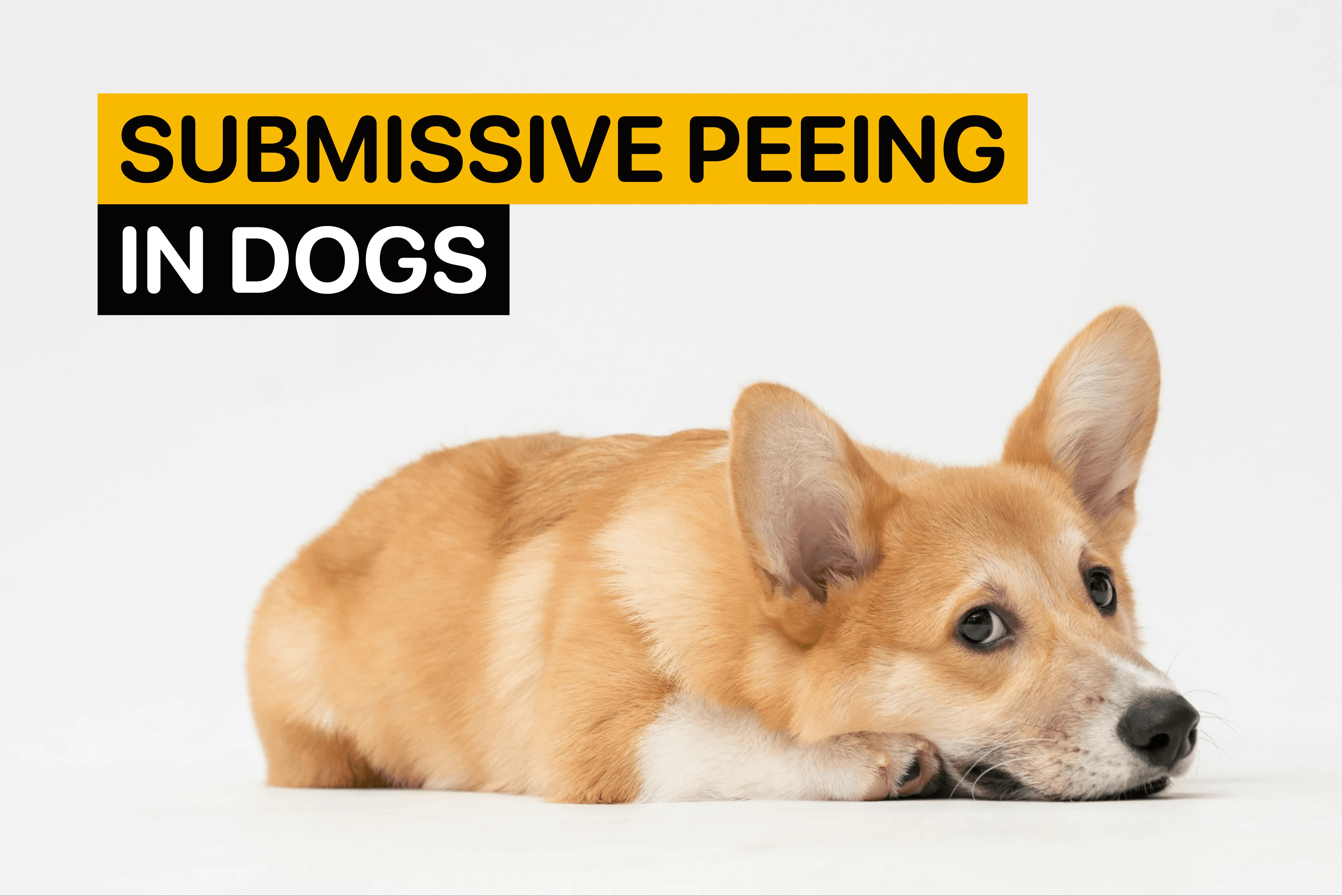 A dog exhibiting submissive urination.
