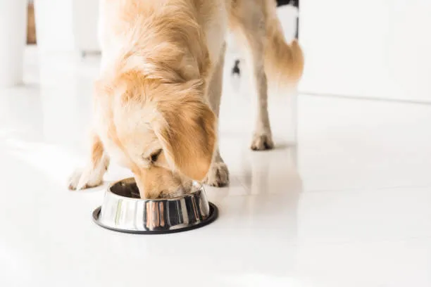A dog happily eating from a metal bowl.