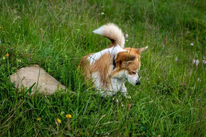 A dog looking hesitant to go outside