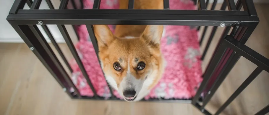 A dog looking up attentively from inside a crate