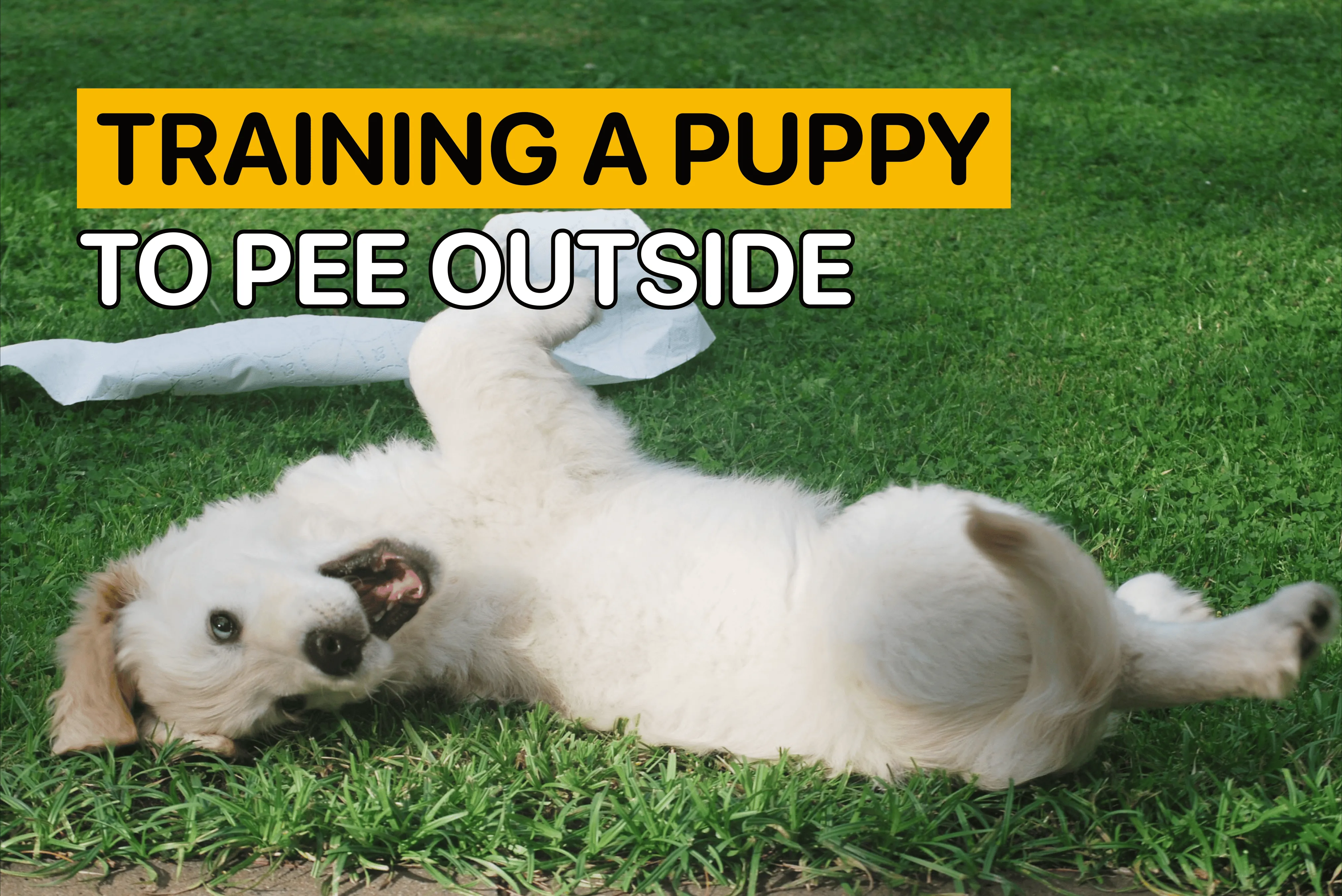A dog on a leash outdoors