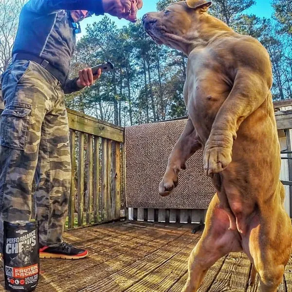 A dog owner with his American Pit Bull Terrier