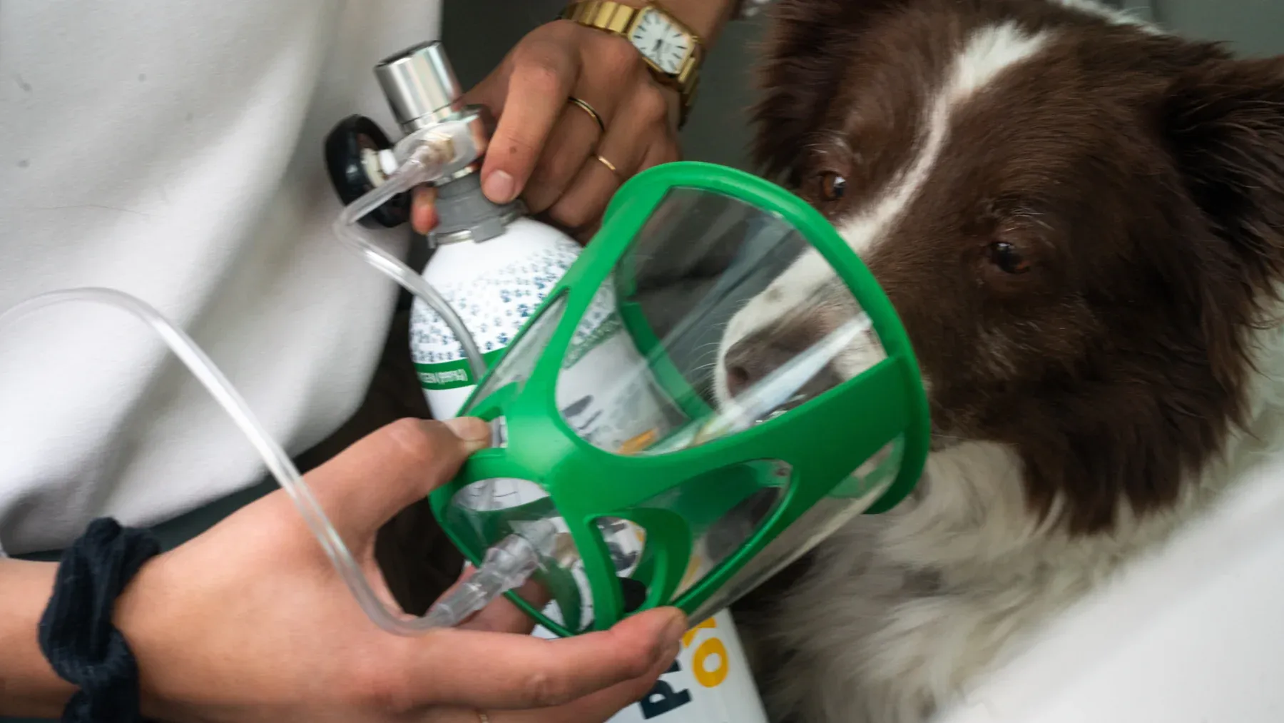 A dog receiving oxygen therapy, wearing an oxygen mask.