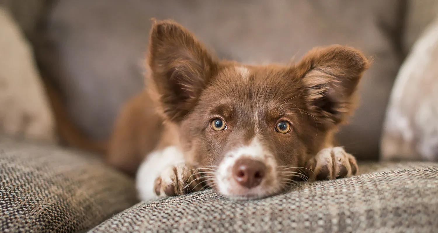 A dog resting comfortably on a couch while recovering from illness