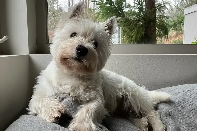 A dog sitting attentively