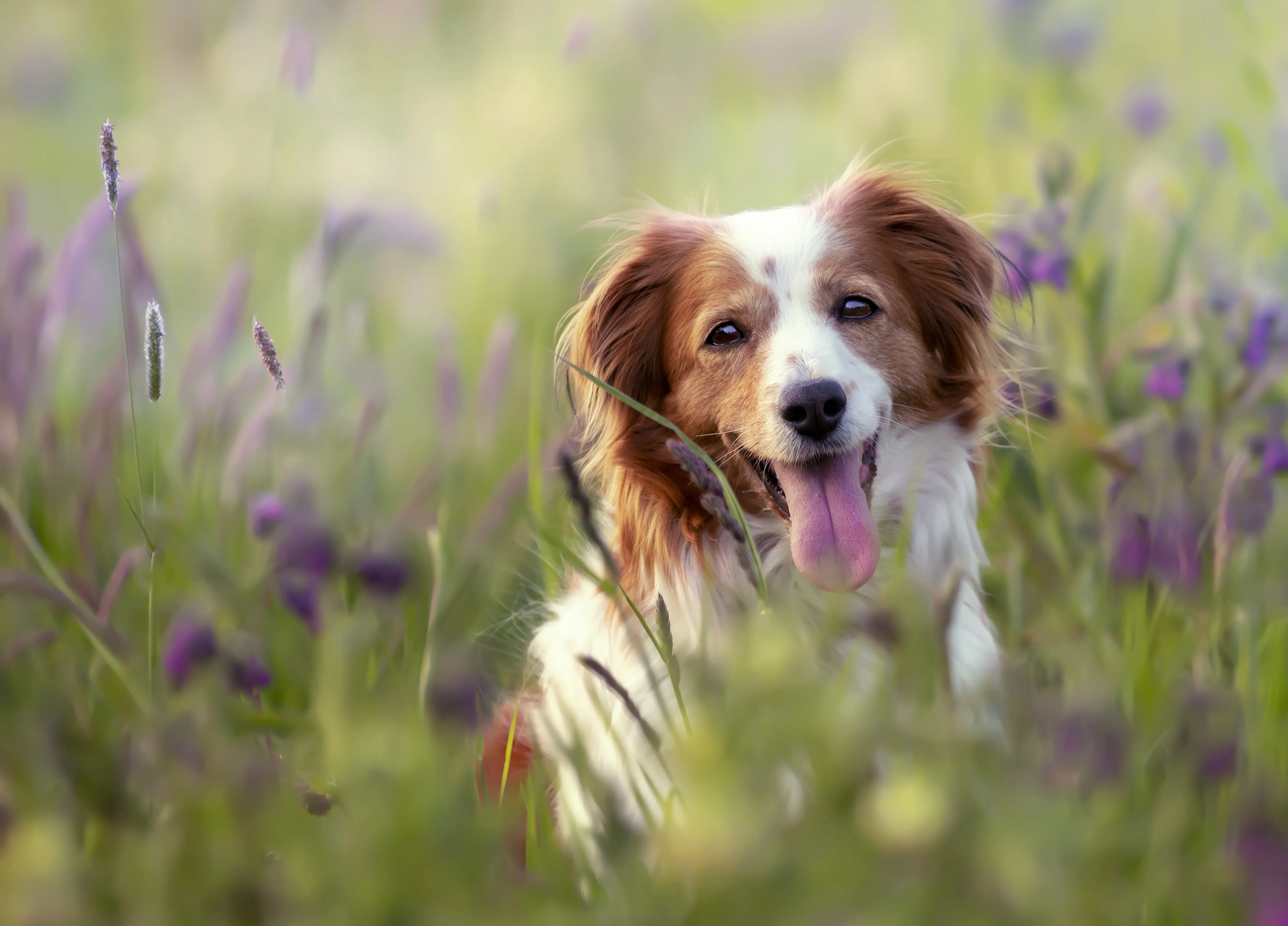 A dog's paw with visible irritation.
