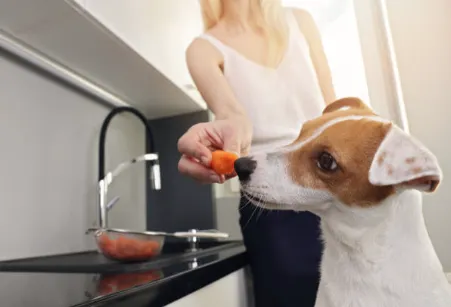 A female presenting person stands in the background, her hand extended forward with a piece of chopped carrot offered as a dog treat. To her left is a black countertop with a sink. Resting next to the sink is a small hand strainer filled with chopped carrots. On her right is a small Jack Russel, sniffing at the carrot in her hand.