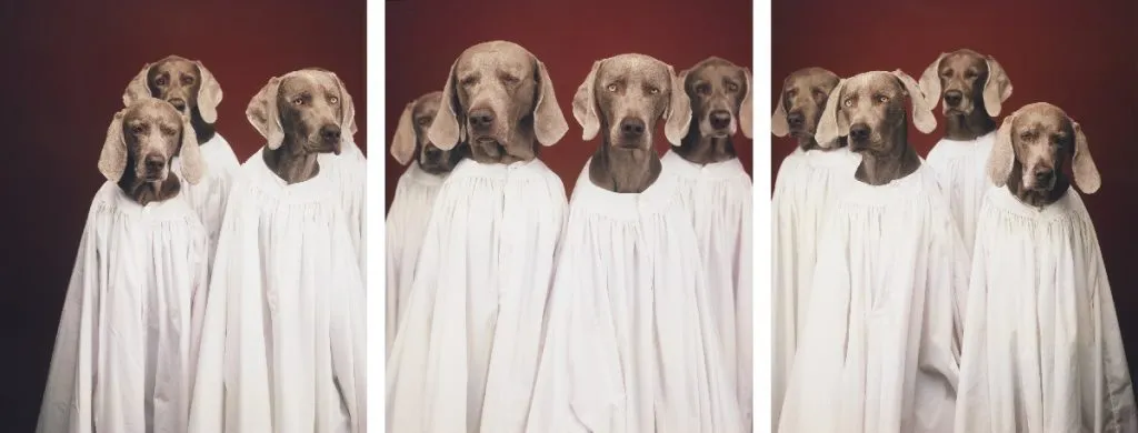 A group of dogs in a formal pose.