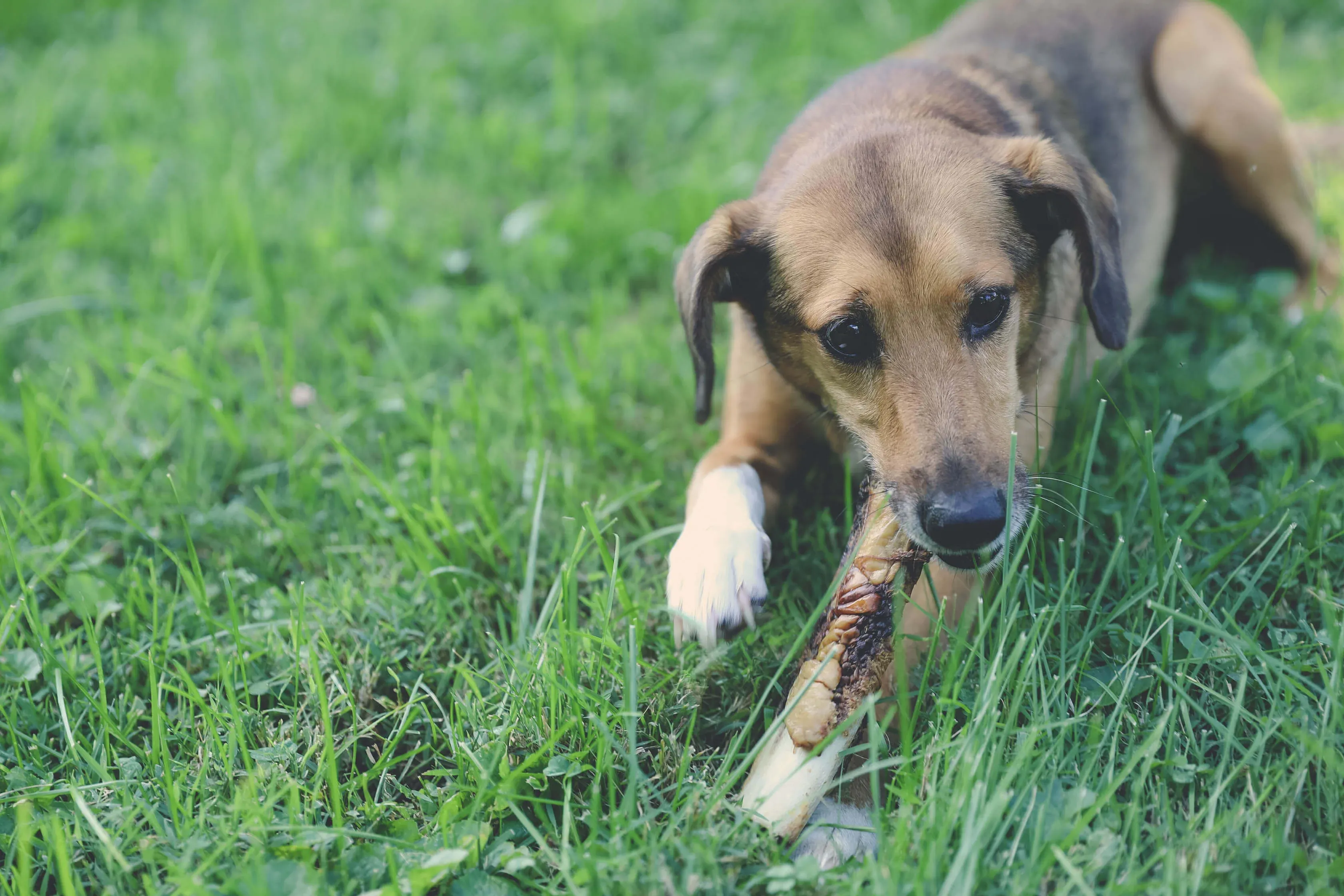 A medium-sized dog happily chewing on a rib marrow bone