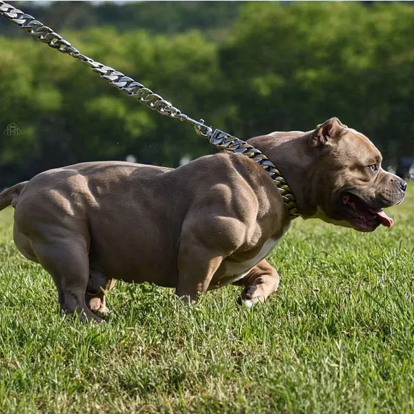 A muscular American Bully dog standing proudly