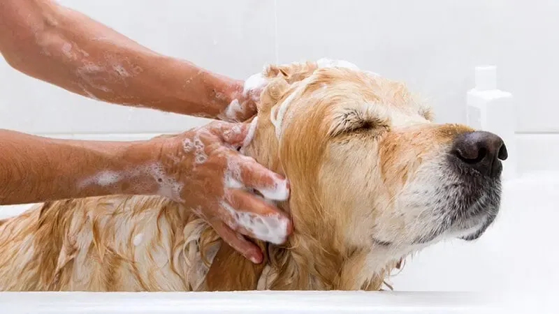 A person gently washing a dog with warm water and dish soap to remove flea toxin.