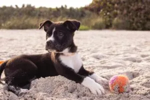 A person training a Pitbull puppy to not bite by using a toy.