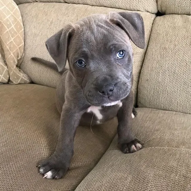A playful blue Staffordshire Bull Terrier puppy, highlighting the breed's energetic spirit.