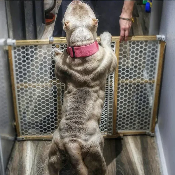 A powerfully muscled pit bull on Bully Max