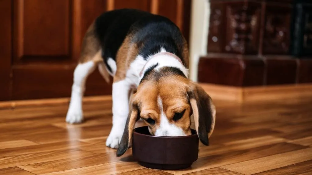 A puppy eating from a dog food bowl