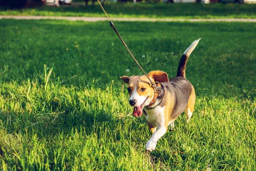 A small dog on a leash in a grassy area