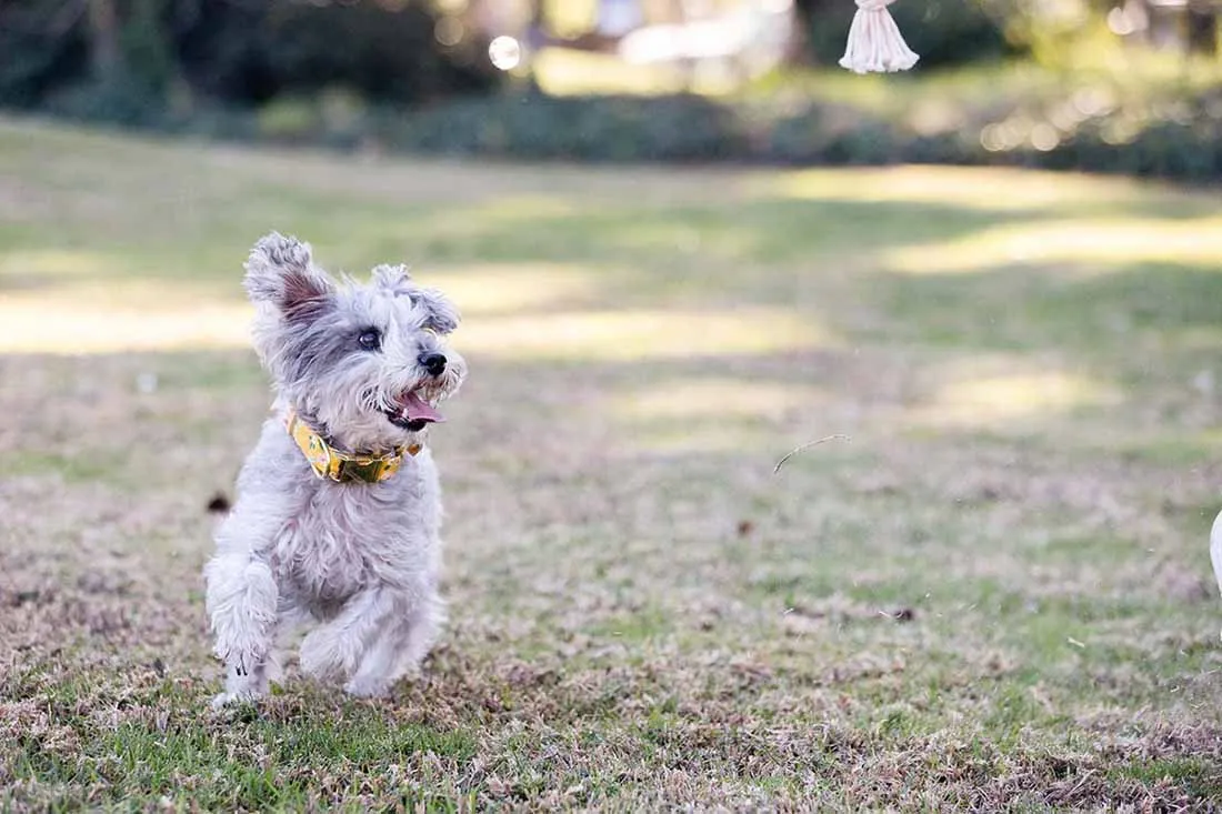A small dog running through a park