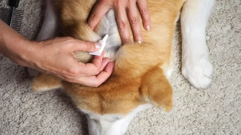 A veterinarian holding a flea control pet product, emphasizing the importance of veterinarian prescription.