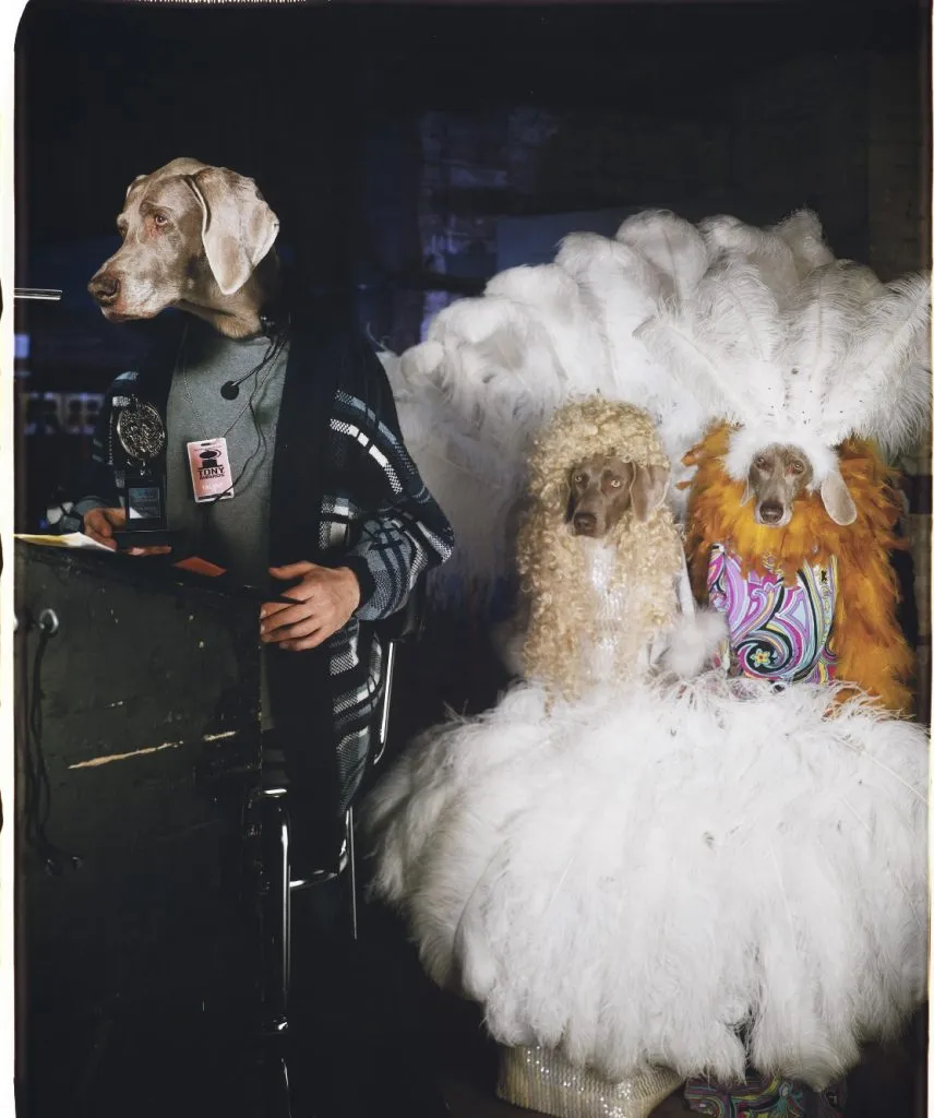 A Weimaraner dog in a costume or prop.