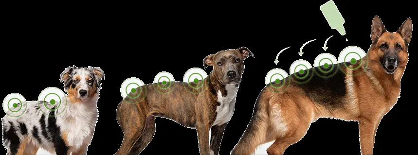 Activyl application on a medium to large dog