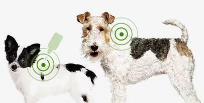 Activyl application on a small dog