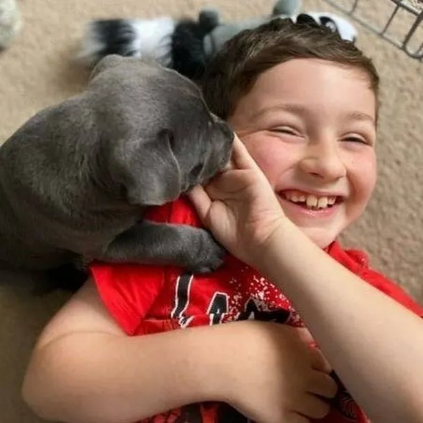 Adorable litter of blue Staffy puppies for sale in the UK.
