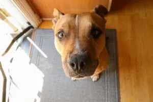 An adolescent Pitbull puppy looking alert and engaged during training.