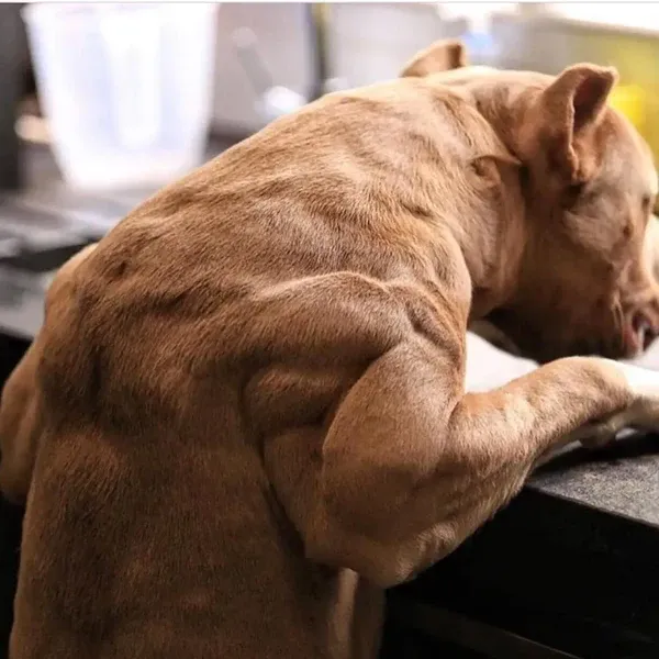 Best dog food for pit bulls showcasing results