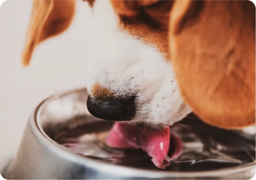 Best water additives
