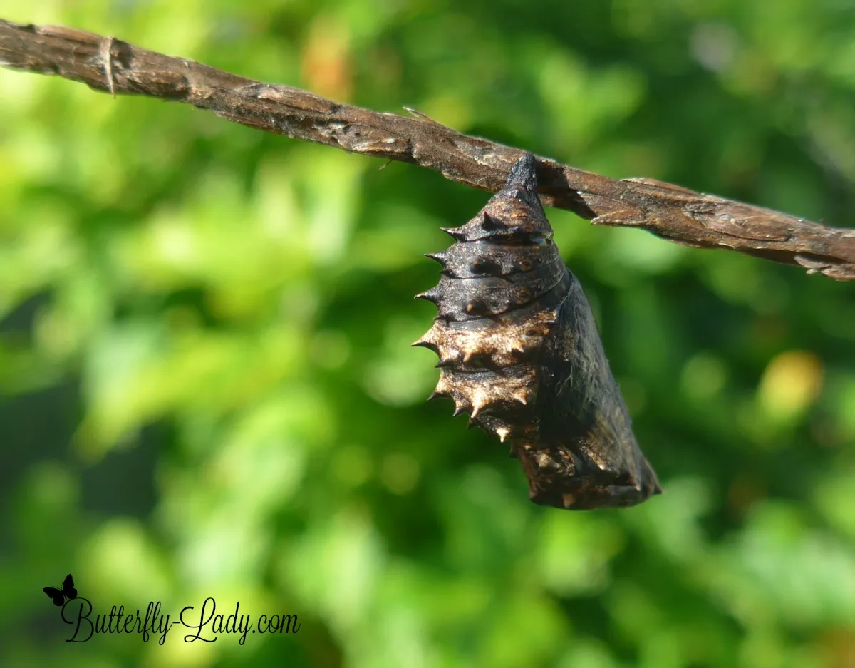 Blue Moon Pupa