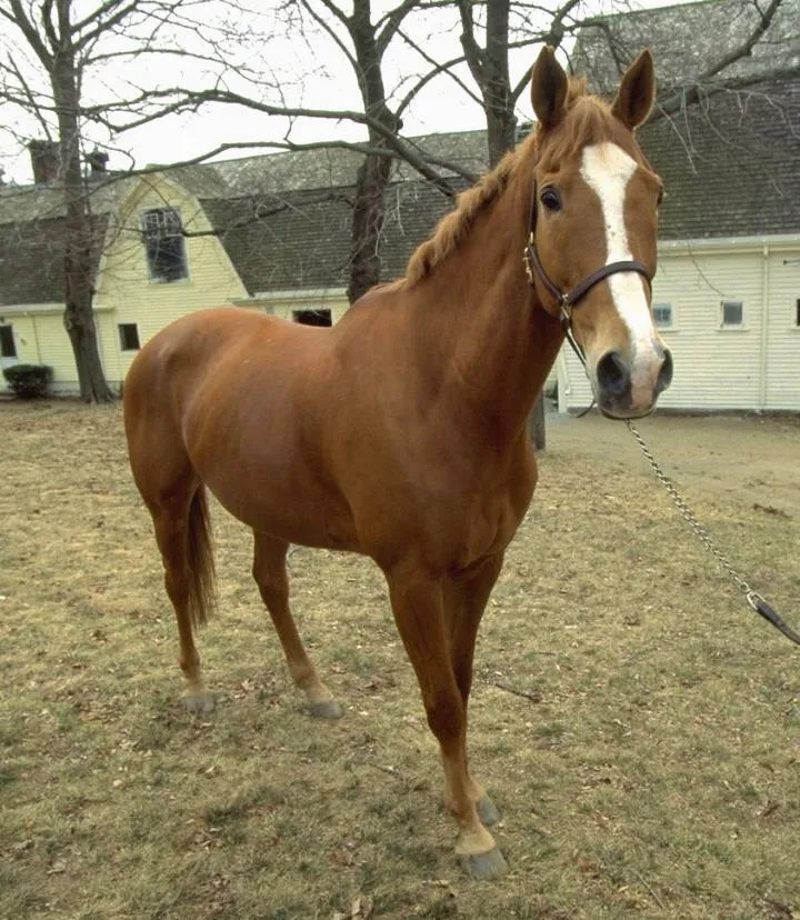 Buck, the horse in which the actor and rider suffered his accident. Photo: Getty