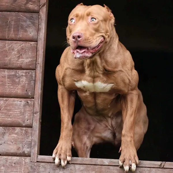 Bully Max dog food results, second image