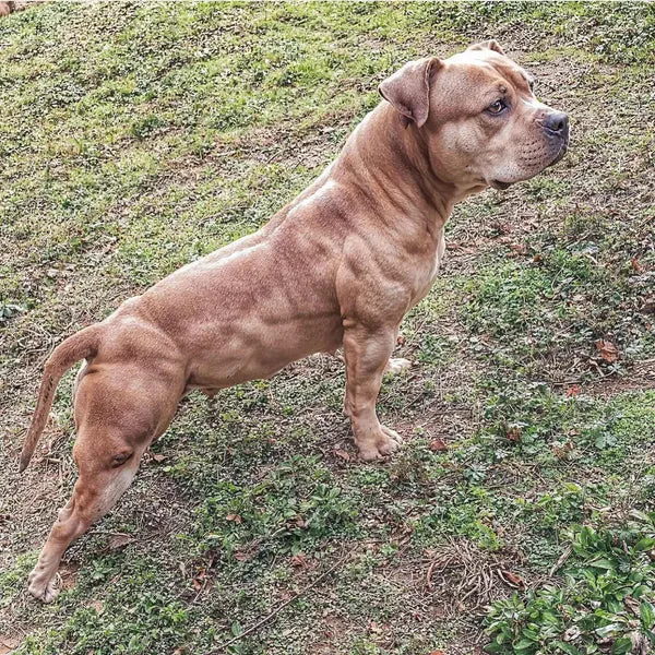 Bully Max muscle gain chews results on a pit bull