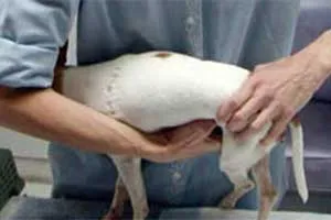 Close-up of hand placement for bladder expression