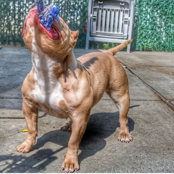 Demonstration of Bully Max supplement results on a dog