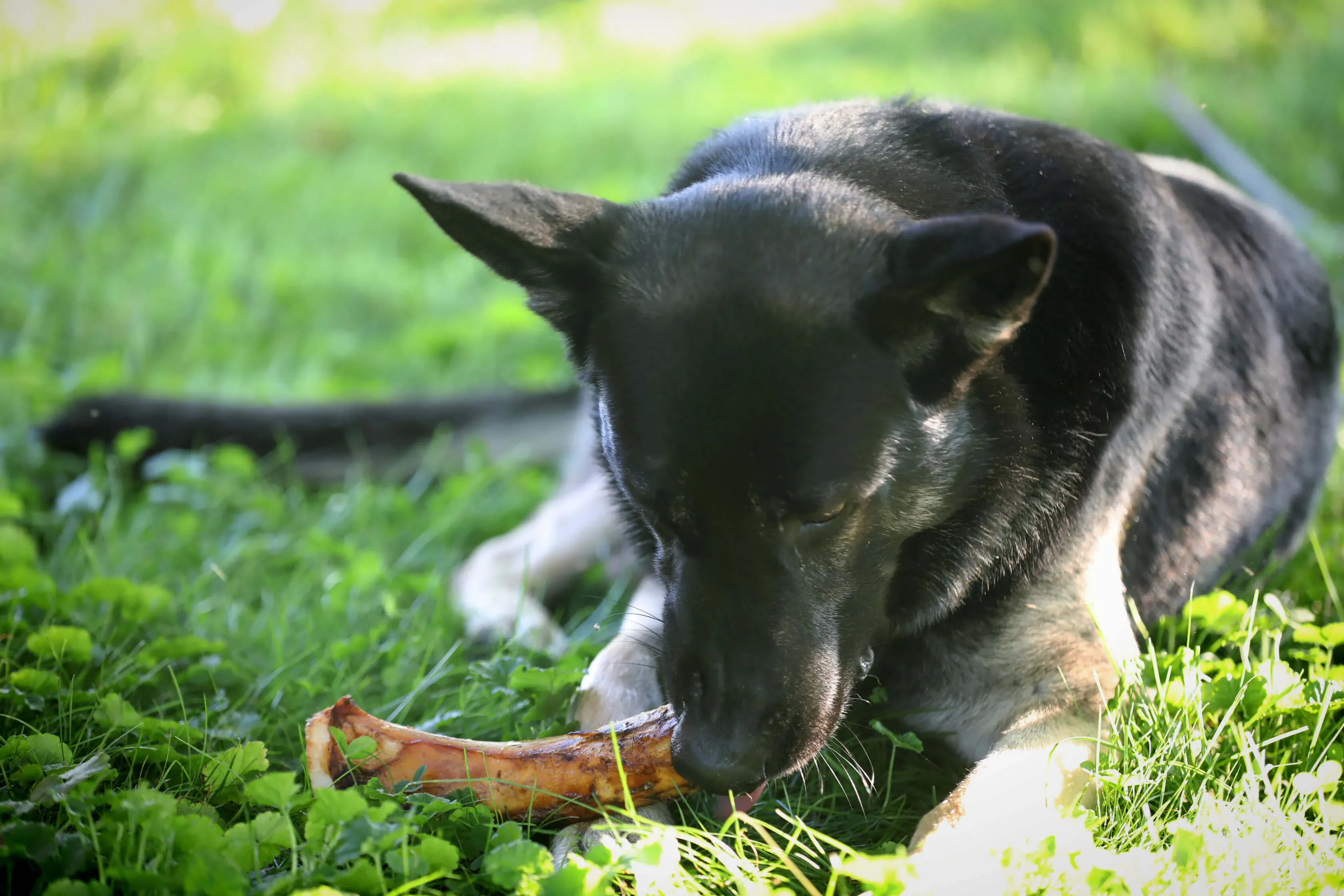 Dog chewing on a natural beef marrow bone
